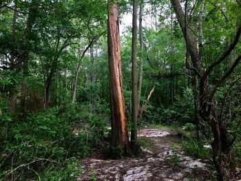 Trees in forest