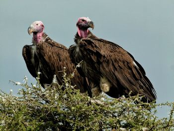 Vultures perching on tree against clear sky