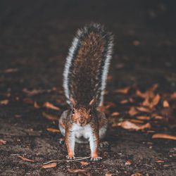 Close-up of a squirrel on a field