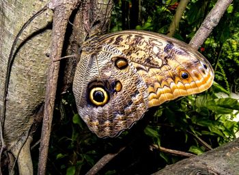 Close-up of butterfly on tree trunk