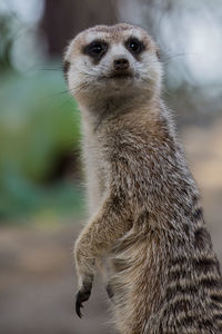 Close-up portrait of meerkat