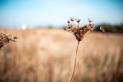 Close-up of dried plant on field