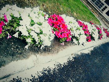 Close-up of pink flowers
