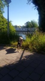 Dog in park against clear sky