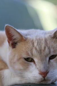 Close-up of a cat