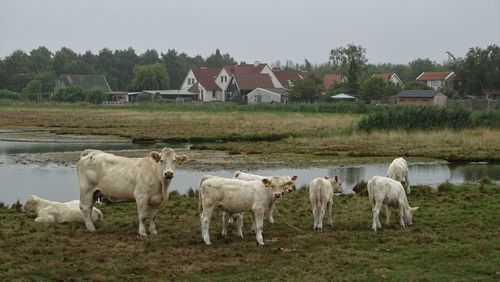 Cows standing in a field