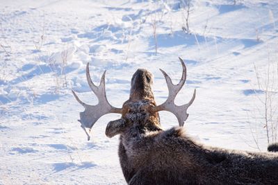 View of deer on snow covered land