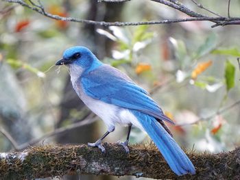 Close-up of blue bird perching on branch