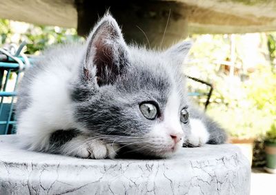 Close-up portrait of a cat