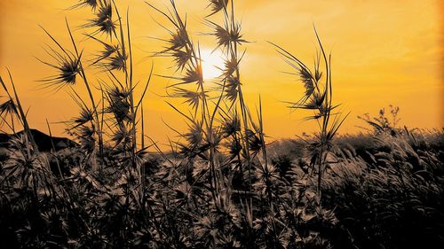 Close-up of silhouette plants against sunset sky