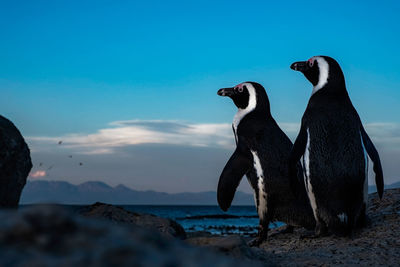 South african penguins against deep blue sky on boulders beach 