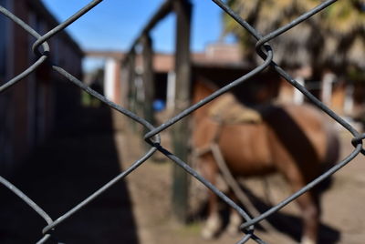 Close-up of chainlink fence