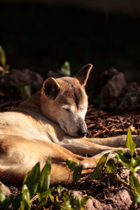 Old elderly new guinea singing dog canis lupus dingo relaxes under a tree.