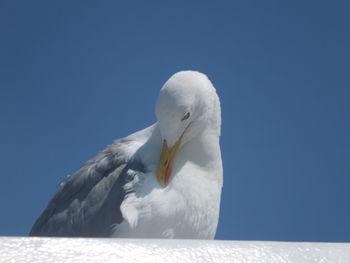 Low angle view of seagull against clear blue sky