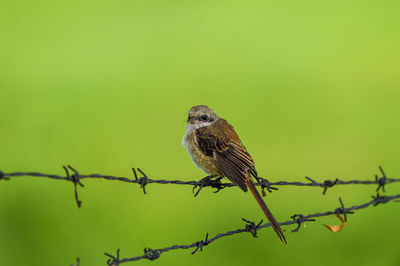 Bird perching on a barbed wire