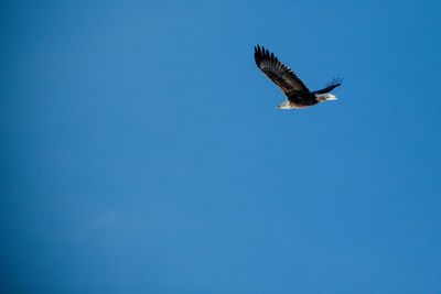 Low angle view of seagull flying against clear blue sky