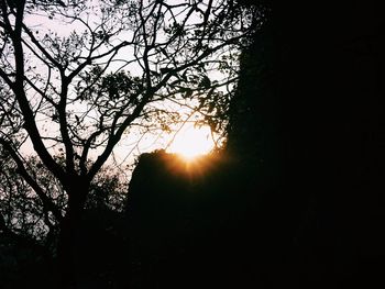 Low angle view of sun shining through trees