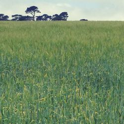 Scenic view of grassy field against sky