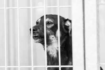 Close-up of dog looking through window