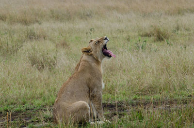 Lioness running on field