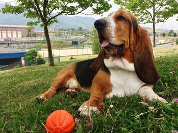 View of a dog relaxing on field