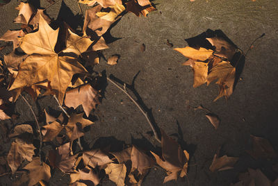 High angle view of maple leaves on street