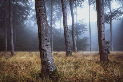 Trees on field in forest