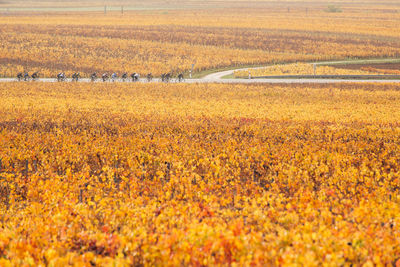 Scenic view of field