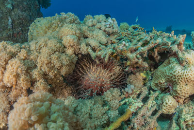 Coral reef and water plants in the red sea, eilat israel