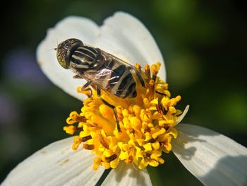 Close-up of butterfly pollinating on flower