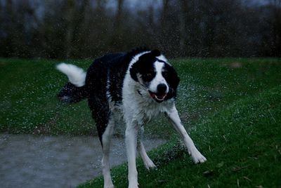 Dog shaking off water