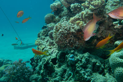 Close-up of fish swimming in sea