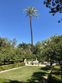 Palm trees in park against clear blue sky