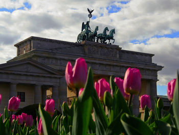 Low angle view of pink tulips blooming by brandenburg gate against cloudy sky