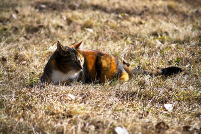 Cat in a field