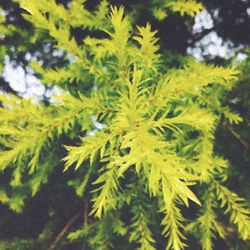 growth