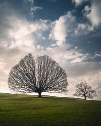 Bare tree on field against sky