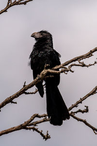 Low angle view of bird perching on branch against sky