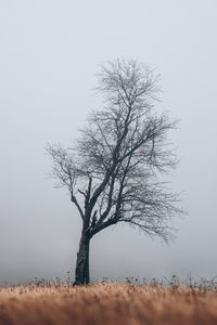 Bare tree on field against clear sky