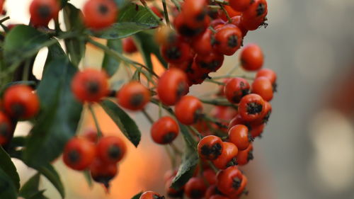 Close-up of berries growing on tree