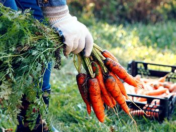 Female hand with bundles of harvesting carrots with tops.we remove the carrots from the garden
