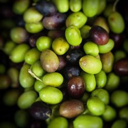 Close up of green plant