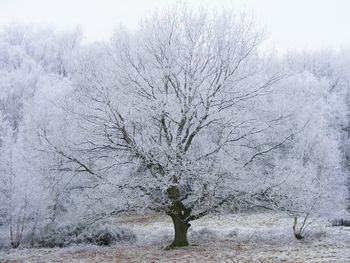 Bare trees in forest during winter