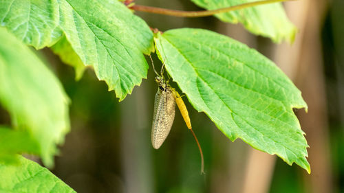 Close up of a fishfly