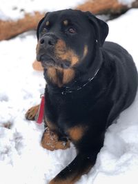 Black dog on snow covered field