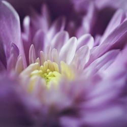 Close-up of pink flower