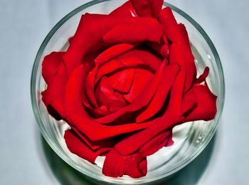 Close-up of red rose on table