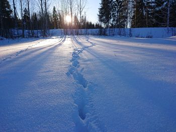 Snow covered land and trees