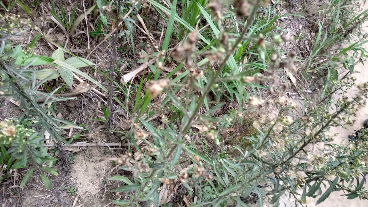 HIGH ANGLE VIEW OF DEAD PLANTS ON LAND