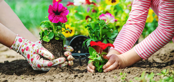Hands of woman and girl planting plant in garden